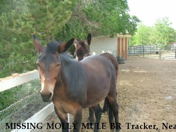 MISSING MOLLY MULE BR Tracker, Near Gold Hill, NV, 89440
